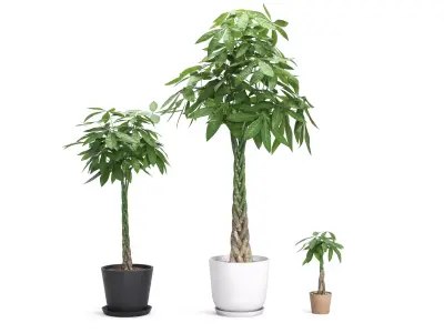 Plant Money Tree - Pachira Aquatica braid style  3D model