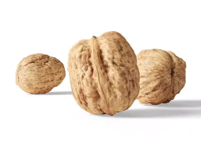 Walnut v1  3D model