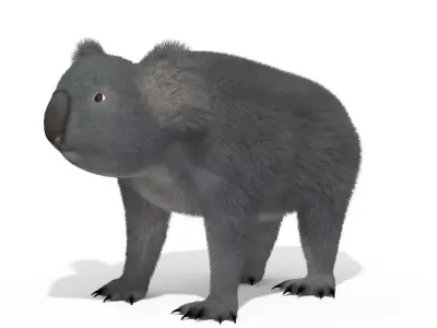 Koala High resolution Australian Animal Low-poly 3D model
