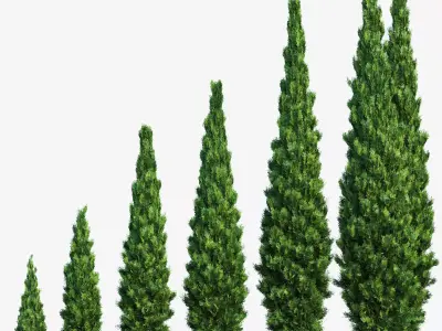 Thuja - Set of 6 models 3D model