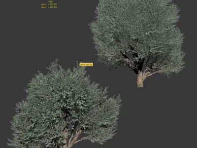 Mature olive trees - 2 models 3D model