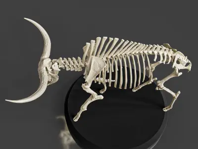 Bison Latifrons Skeleton 3D model