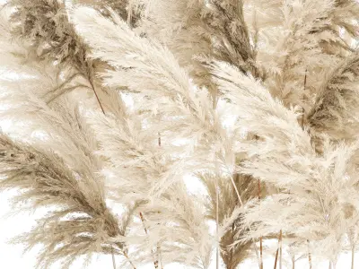 Beautiful bushes Cortaderia for decoration in pots 1292 3D model