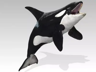 Orca Whale Low-poly 3D model