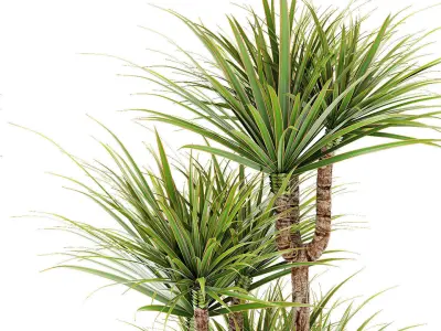 Plant in Pot Flowerpot Exotic Plant 3D model 13