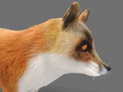 Hair Fur Red Fox 02 Low-poly 3D model