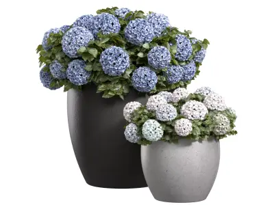 Hydrangea Plant in a garden pot 3D model