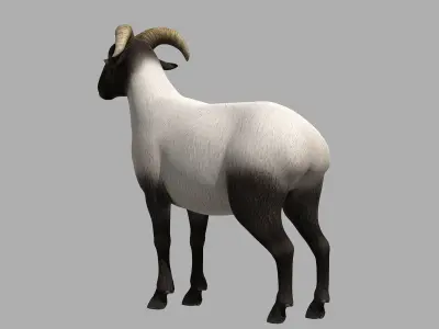 sheep Ram Ewe goat 3D model