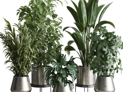 indoor plant set 348 plant ficus rubbery monstera palm Low-poly 3D model