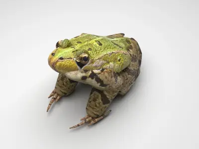 Green Frog 3D model