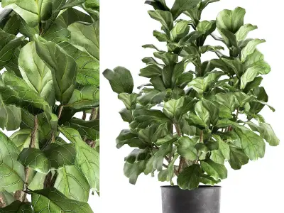 Ficus lyrata in a pot for the interior 853 3D model