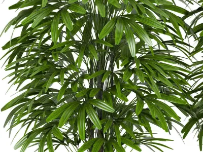palm plant 147 3D model