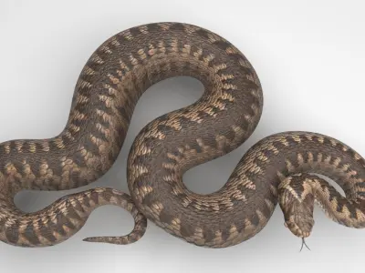 Snake 3D model