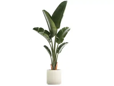 Beautiful Strelitzia and Ravenala plant in a flower pot 1325 3D model