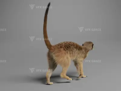 Meerkat Animated - VFX Grace 3D model