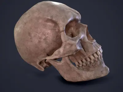 Skull human Free low-poly 3D model