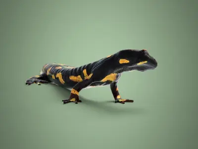 Salamander realistic Rigged Blender 3D model