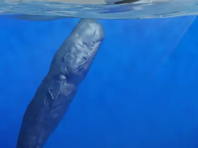 Sperm Whale 3D model