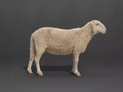 Assaf Sheep03 With 4 Animations VFX Grace  3D model