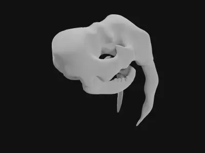 Walrus skull of walrus skeleton Low-poly 3D model