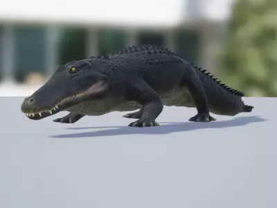 Alligator Low-poly 3D model get