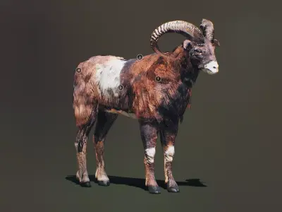Ovis Animated Low-poly 3D model