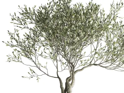 Olive tree in a flowerpot for the interior 969 3D model