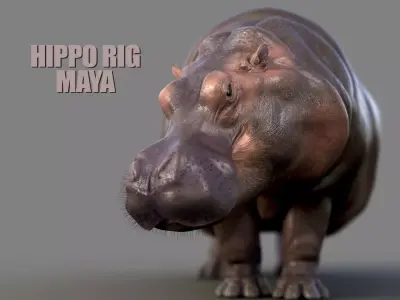 Hippopotamus RIG xgen 3D model
