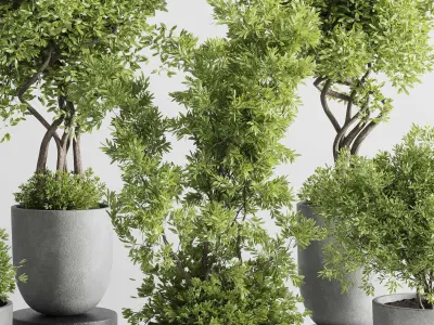 Indoor plant set 303 concrete vase plant tree bush pot Low-poly 3D model