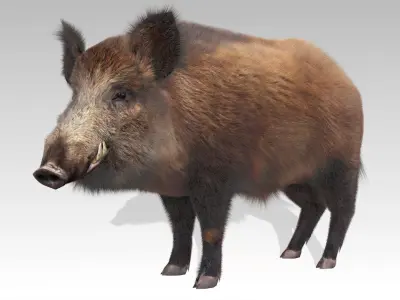 Wild boar Animated Low-poly 3D model