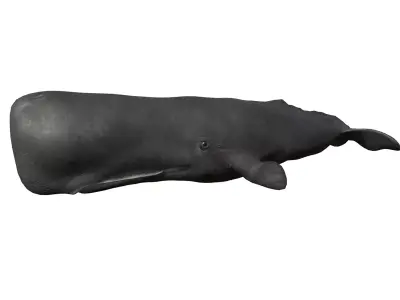 Cachalot whale Low-poly 3D model
