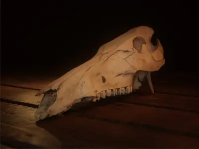 European Wild Boar Skull 3D Model - PBR 4K Textures Low-poly 3D model