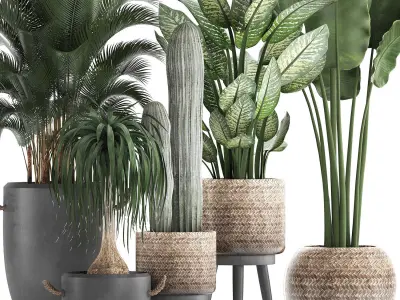 Collection of exotic palm trees in concrete pots 417 3D model
