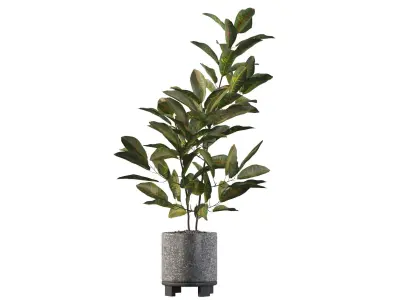 Croton in terrazio flowerpot 3D model