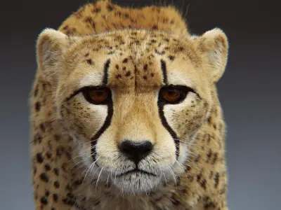 Cheetah Groom pack 3D model