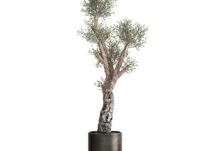 Olive tree in a rusty flowerpot for the interior 990 3D model