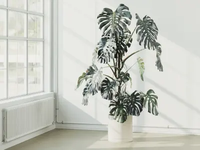 245cm Accurate High-poly Monstera Deliciosa in pot 3D model 3D model