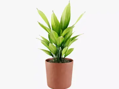 Aspidistra plant Low-poly 3D model