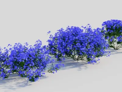Lobelia erinus c 3D model