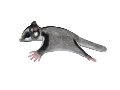 Sugar Glider Low-poly 3D model