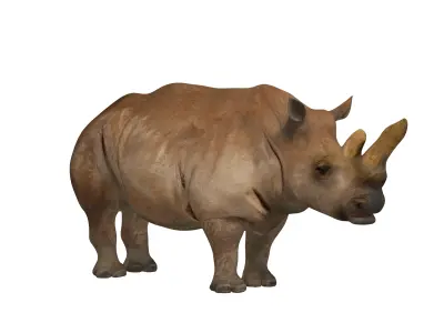Northern White Rhinoceros Low-poly 3D model