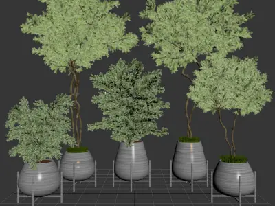 indoor plant olive 01 3D model