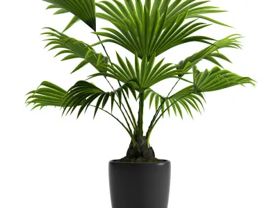 PLANT FAN PALM 3D model