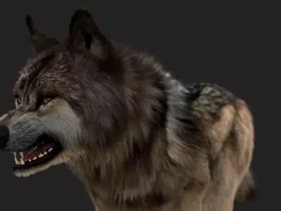 Wolf FUR Animated 3D model