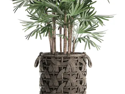 Palm tree Rhapis for the interior in basket 665 3D model