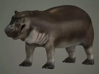 animal hippo baby cute small  wildlife hippopotamus africa  3D model