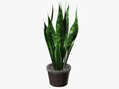 Potted plant decorative 02 3D model