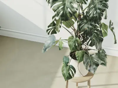 135cm Accurate high-poly Monstera Deliciosa in pot 3D model 3D model