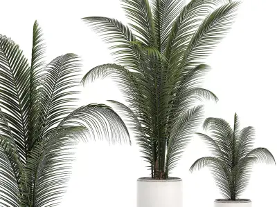 Decorative palm in a white flowerpot 524 3D model