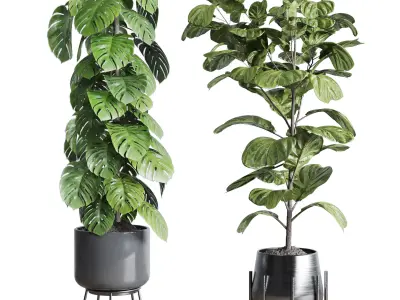  indoor plant ficus lyrata monstera palm in a wooden 3D model